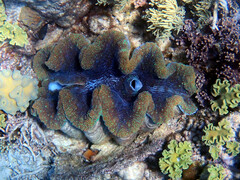 Tridacna gigas