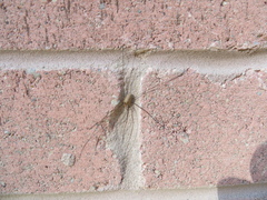 Rilaena triangularis