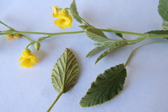 Hermannia althaeifolia