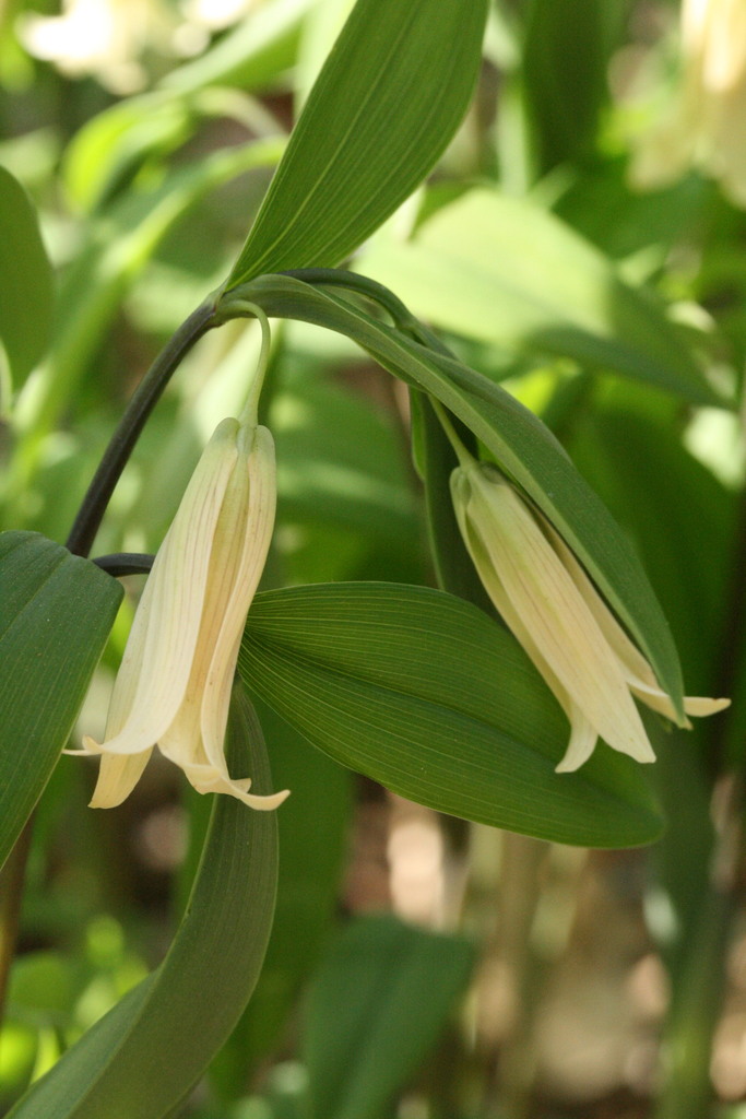 sessile bellwort (Partidgeberry, Teaberry, Wintergreens, et al ...