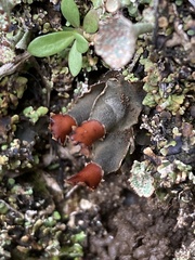 Peltigera