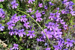 Jamesbrittenia microphylla