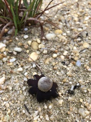 Astraeus hygrometricus