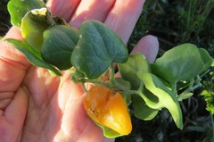 Kedrostis nana