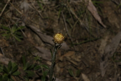 Coronidium scorpioides