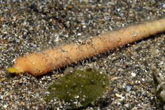 Terebra triseriata
