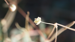 Hypertelis umbellata