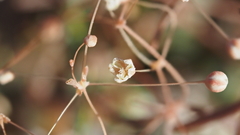 Hypertelis umbellata