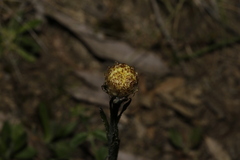 Coronidium scorpioides