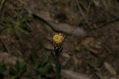 Coronidium scorpioides