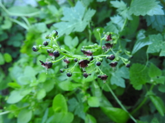 Scrophularia heterophylla