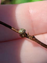 Araneus cyrtarachnoides