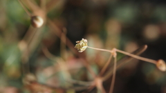 Hypertelis umbellata