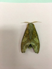 Colax apulus
