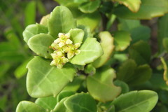 Maytenus procumbens