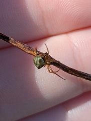 Araneus cyrtarachnoides