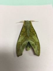 Colax apulus