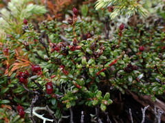 Kalmia procumbens