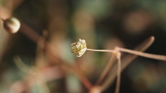 Hypertelis umbellata