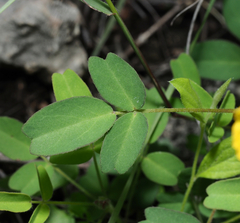 Oxalis frutescens