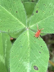 Trombidioidea