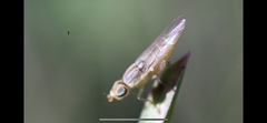 Meromyza