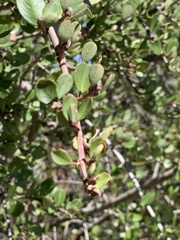 Ceanothus cuneatus cuneatus
