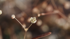 Hypertelis umbellata