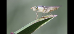 Meromyza