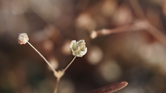 Hypertelis umbellata