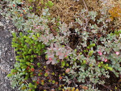 Vaccinium uliginosum