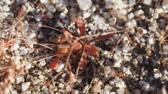 Hypertelis umbellata