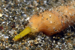Terebra triseriata