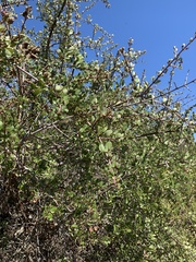 Ceanothus cuneatus cuneatus