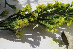 Passerina rigida