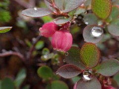 Vaccinium uliginosum