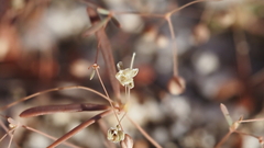 Hypertelis umbellata