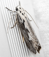 Ethmia discostrigella