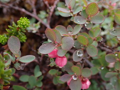 Vaccinium uliginosum