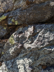 Araneus saevus