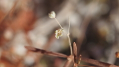 Hypertelis umbellata