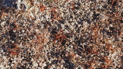 Hypertelis umbellata