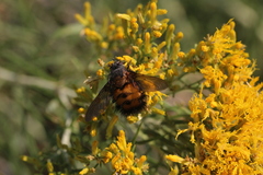 Paradejeania rutilioides