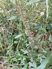 Rumex verticillatus