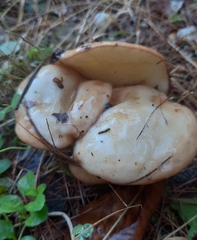 Suillus placidus