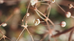 Hypertelis umbellata