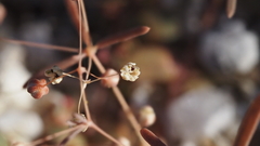 Hypertelis umbellata