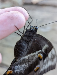 Papilio ulysses