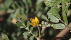 Kallstroemia californica
