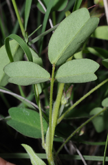Oxalis frutescens